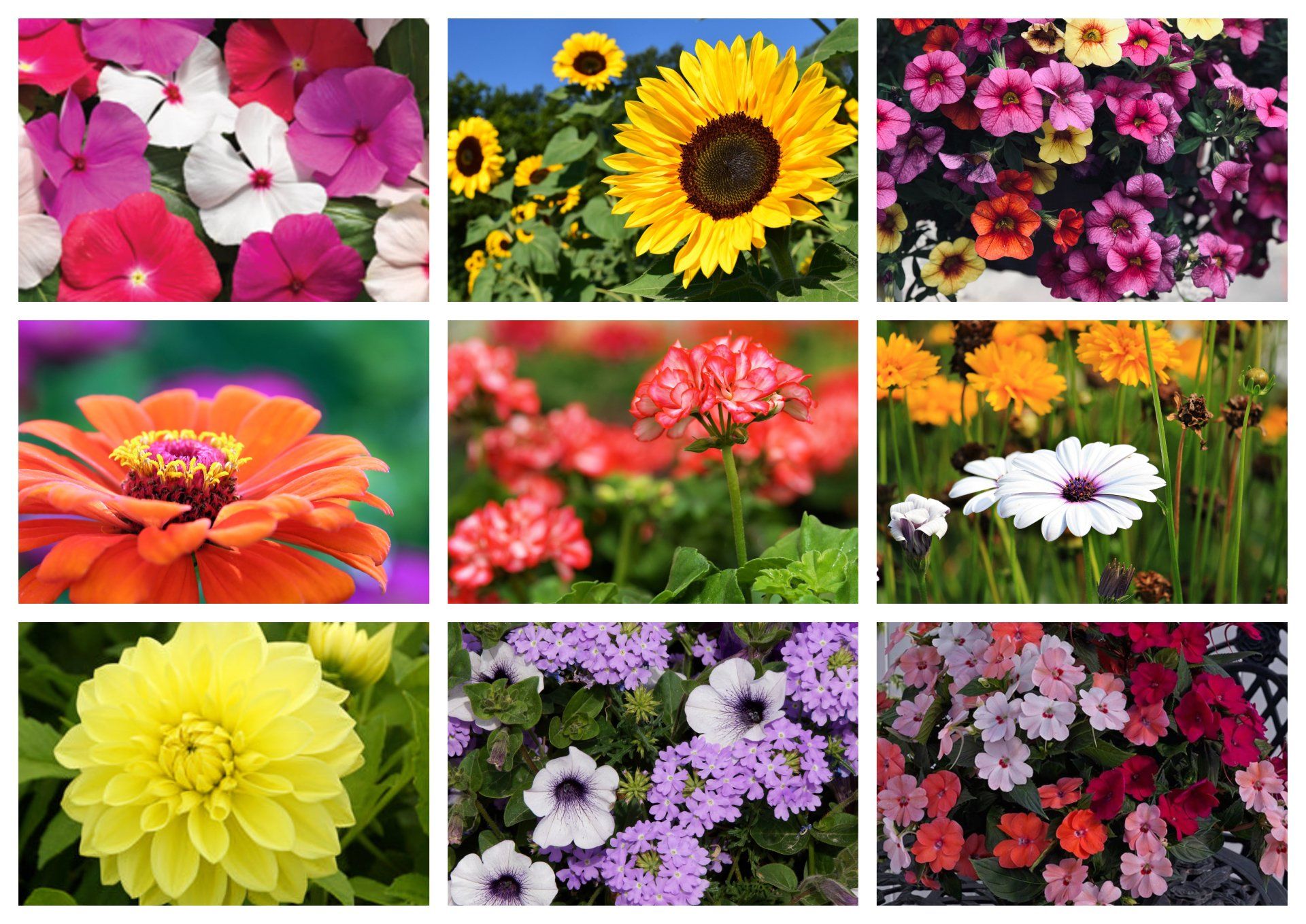 Annuals