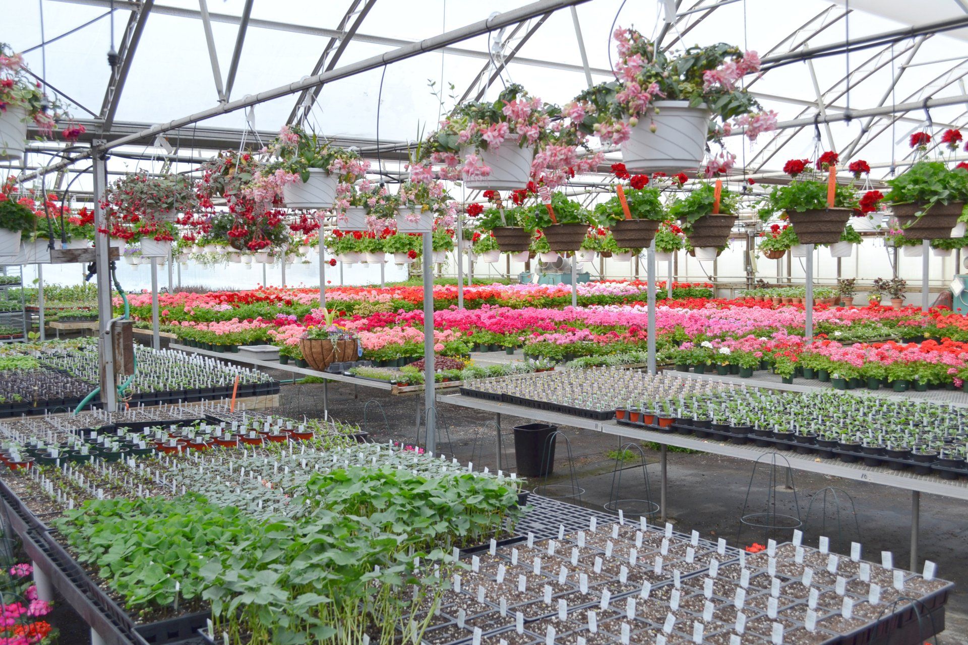 annuals planted in greenhouse