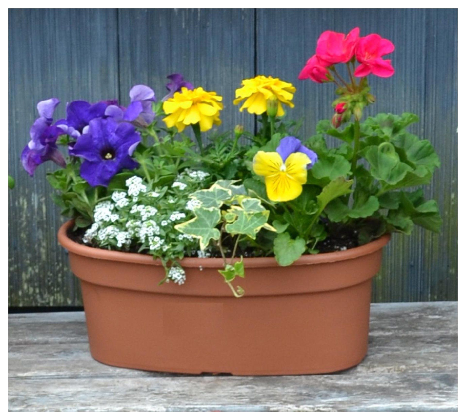pot of flowers