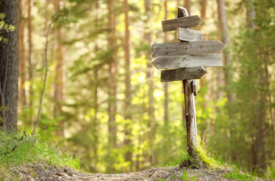 Ein Baum im Wald mit Wegweisern. Beschreibt Vorwürfe verstehen und Lösen. Es gibt verschieden Wege.