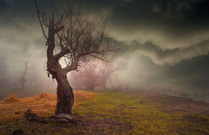 Ein einzelner Baum in nebliger Landschaft – ein Bild für Verletzlichkeit, Tiefe und emotionale Spure