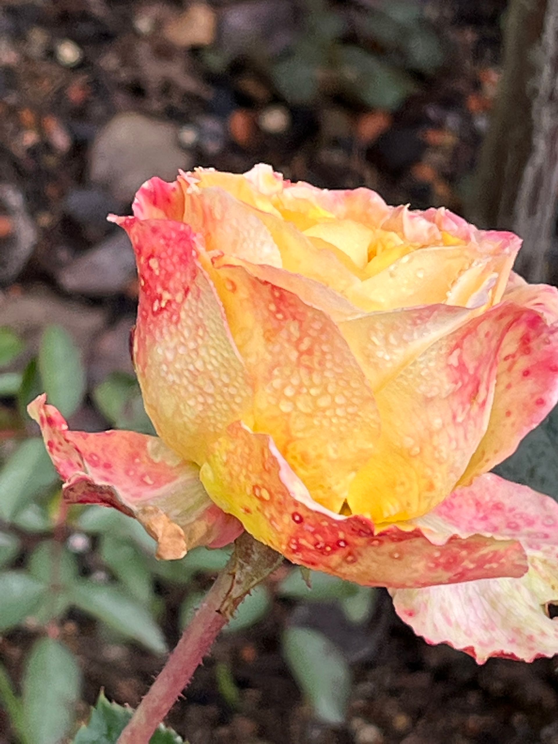 Gelb-rosafarbene Rose mit Tautropfen – geöffnet, still und zart.