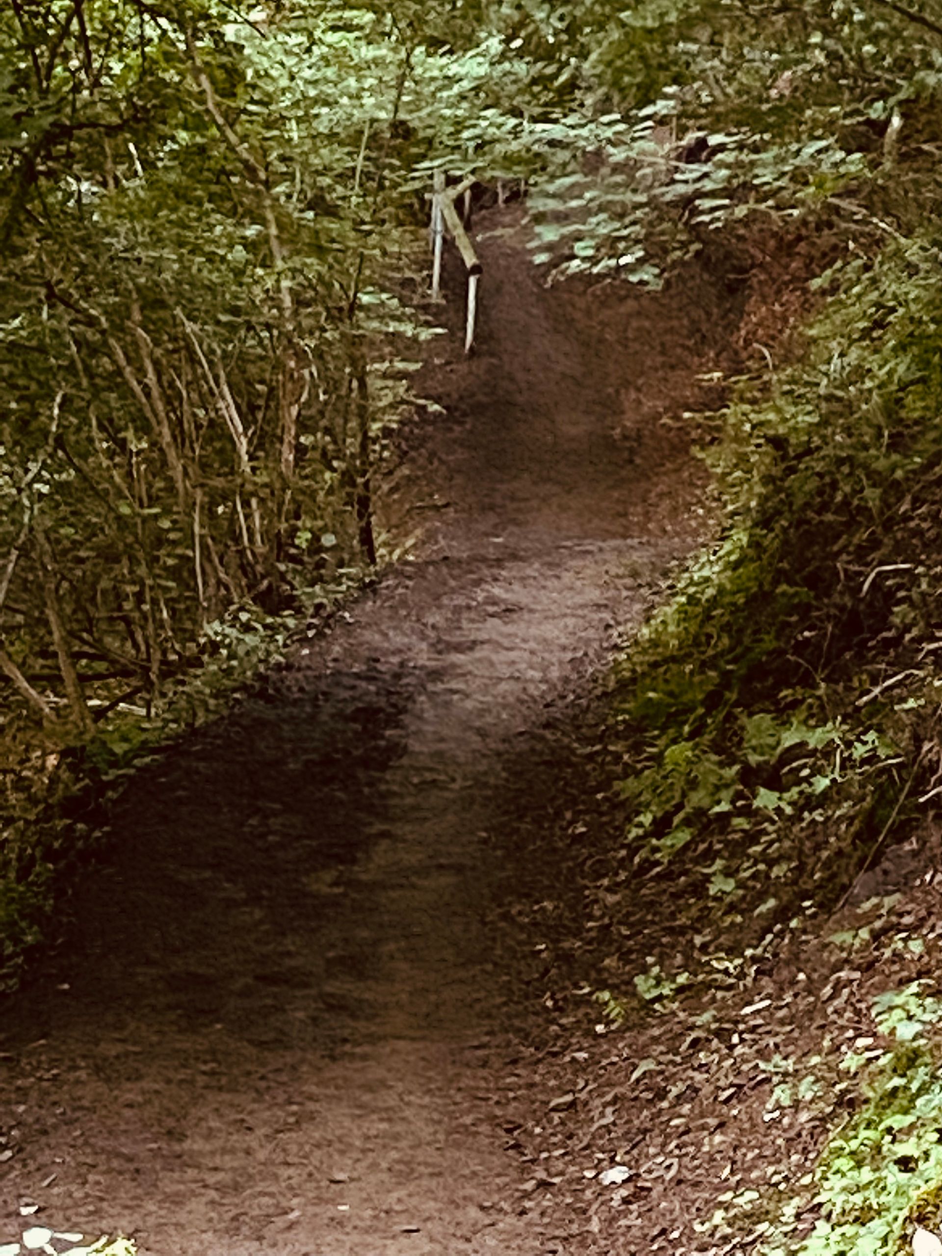 Ein schmaler Waldweg – zurückhaltend, suchend, offen für den nächsten Schritt.