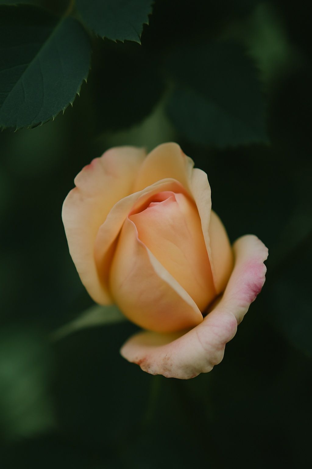Zarte Blüte im Halbschatten.
Eifersucht – Nähe spüren, sich dennoch unsicher fühlen.