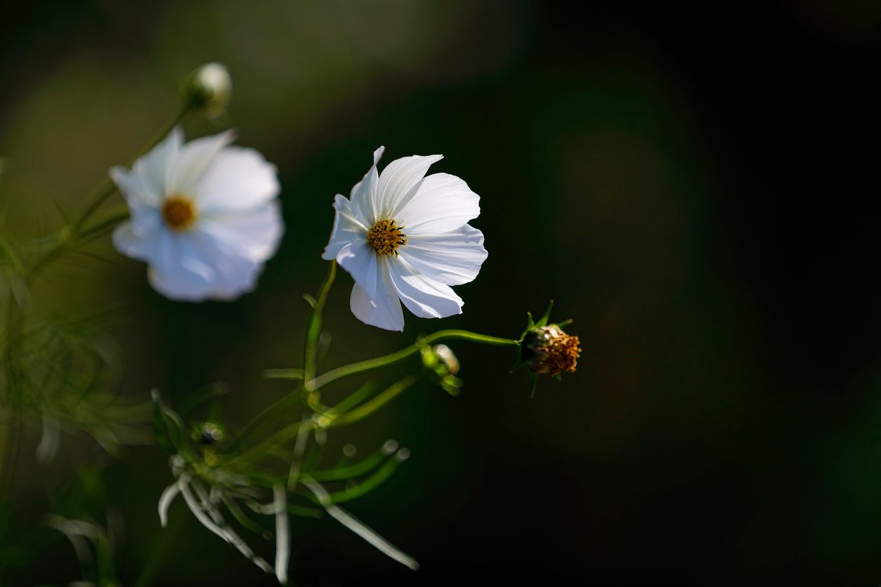 Zwei weiße Blüten, die sich leicht zueinander neigen, vor einem weichen, dunklen Hintergrund.