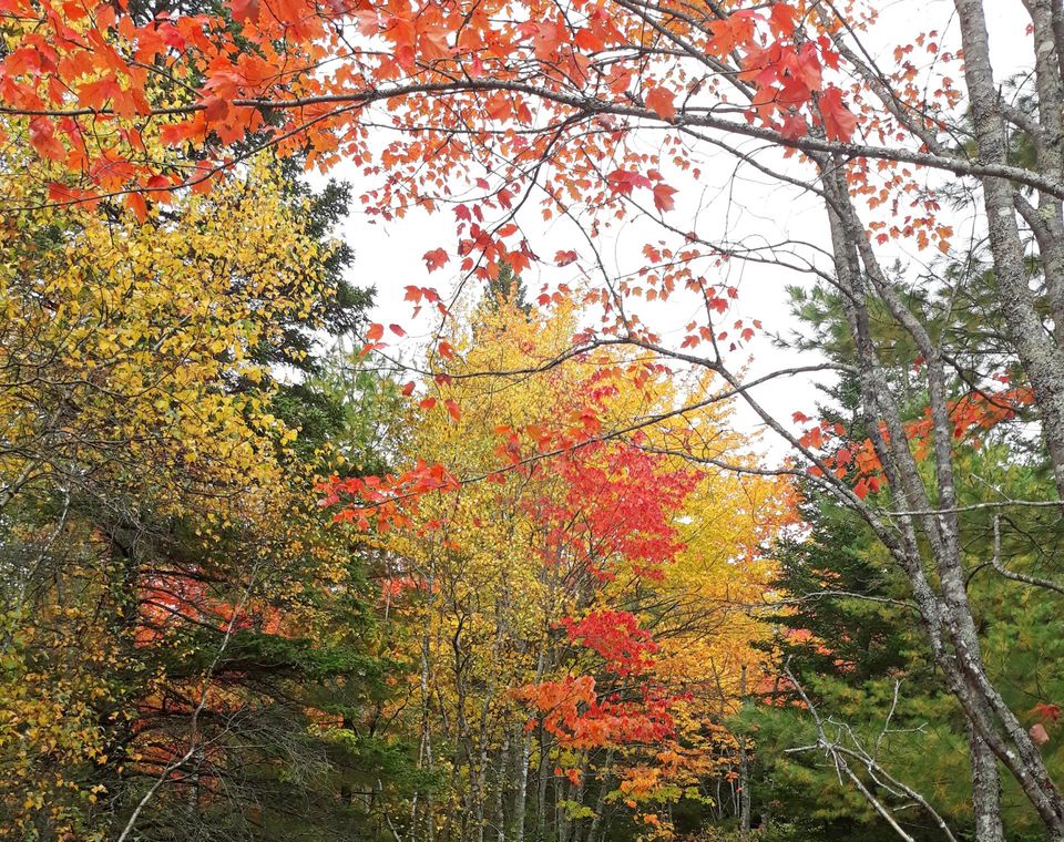 Fall foliage in Brooklin, Maine