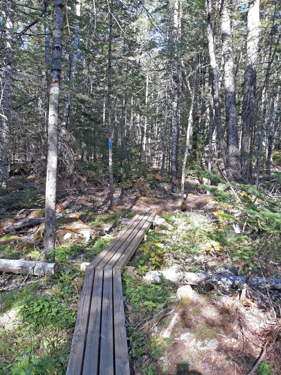 Kingdom Woods trail in Blue Hill, Maine