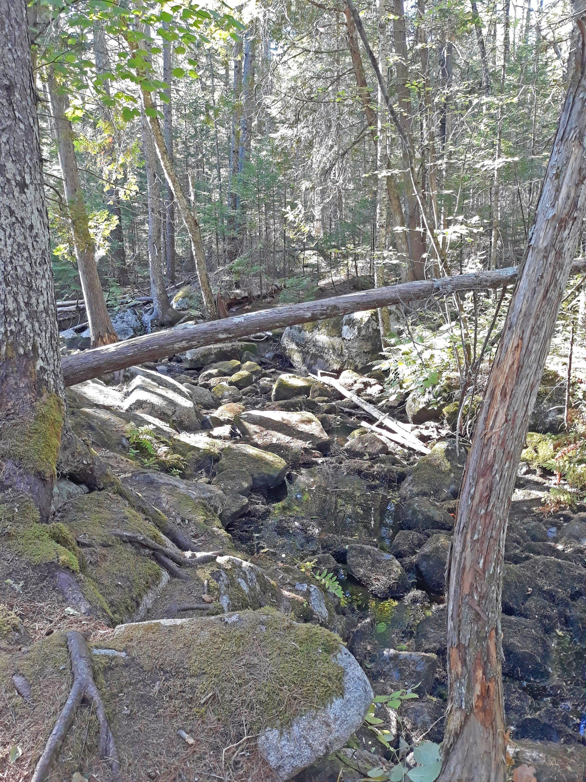 Penny's Preserve trail in Blue Hill, Maine