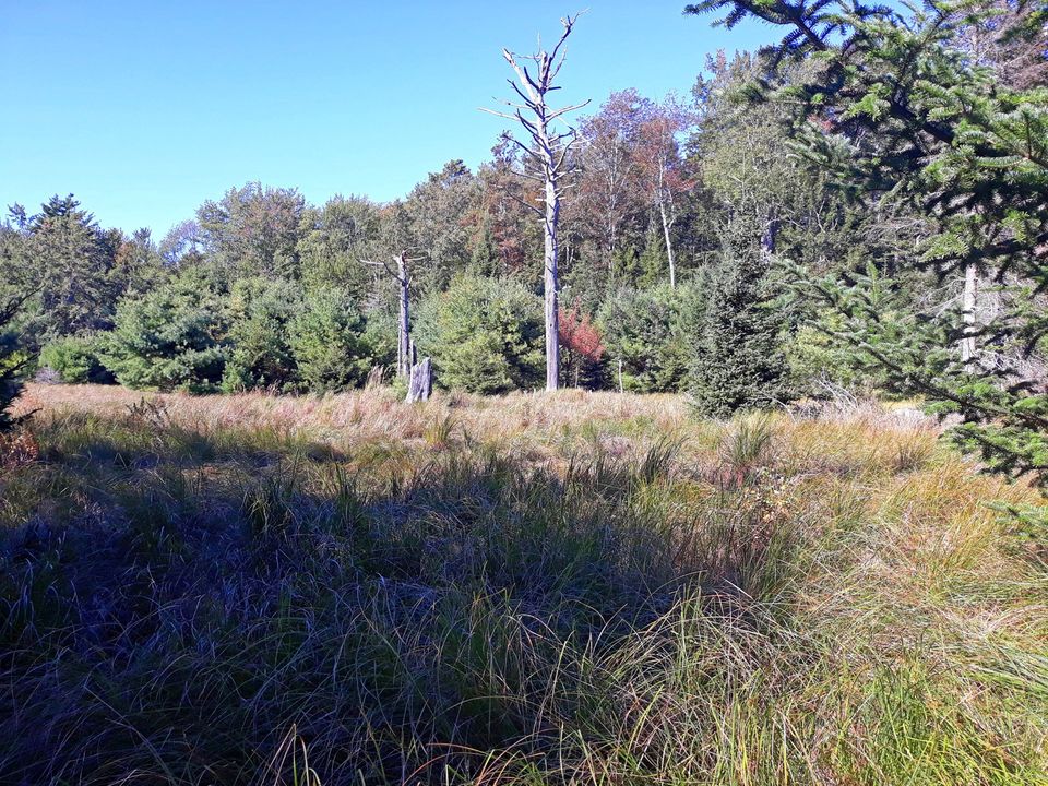 Albion Meadow at Penny's Preserve