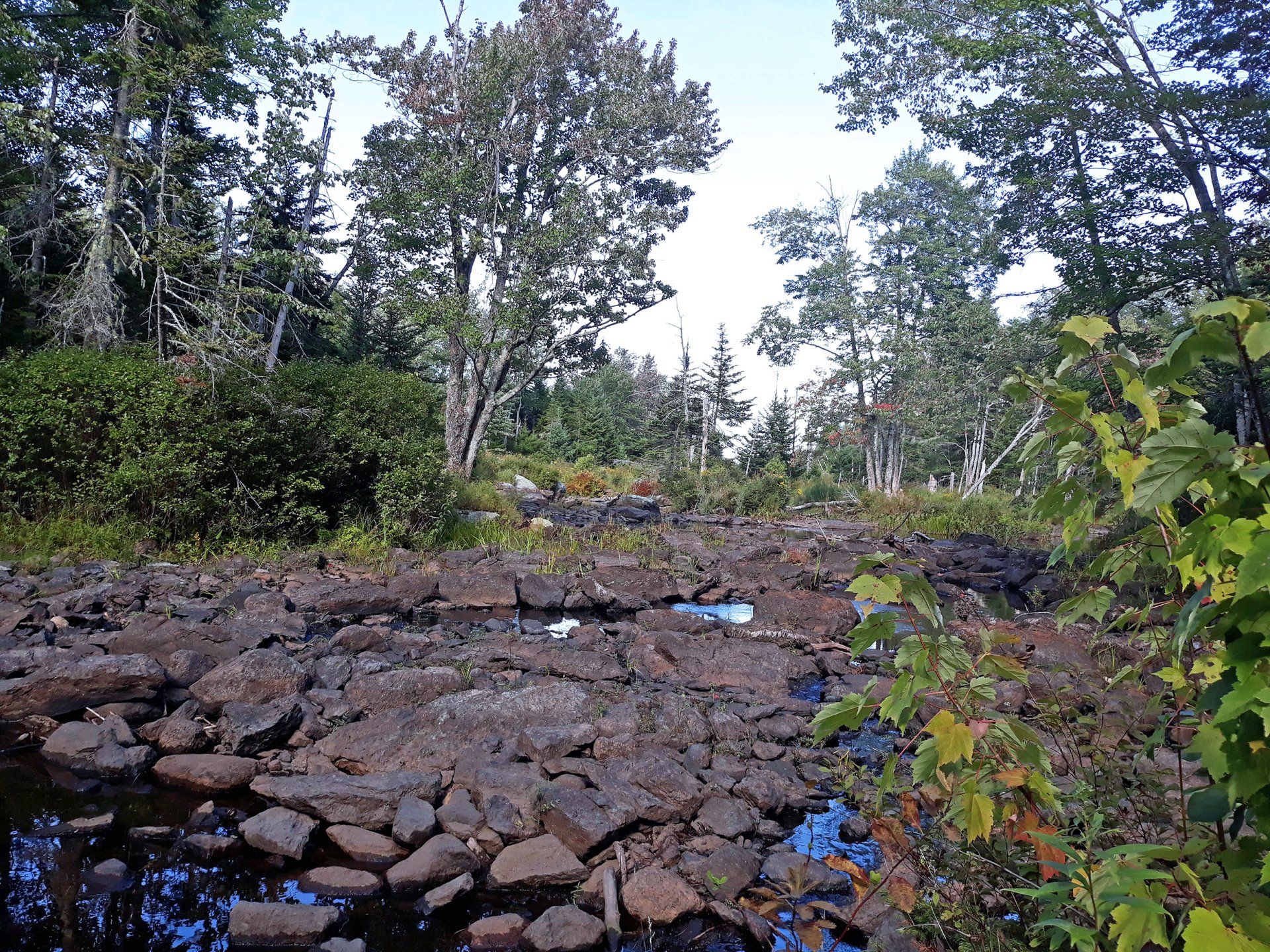 Scenic view at Patten Stream Preserve