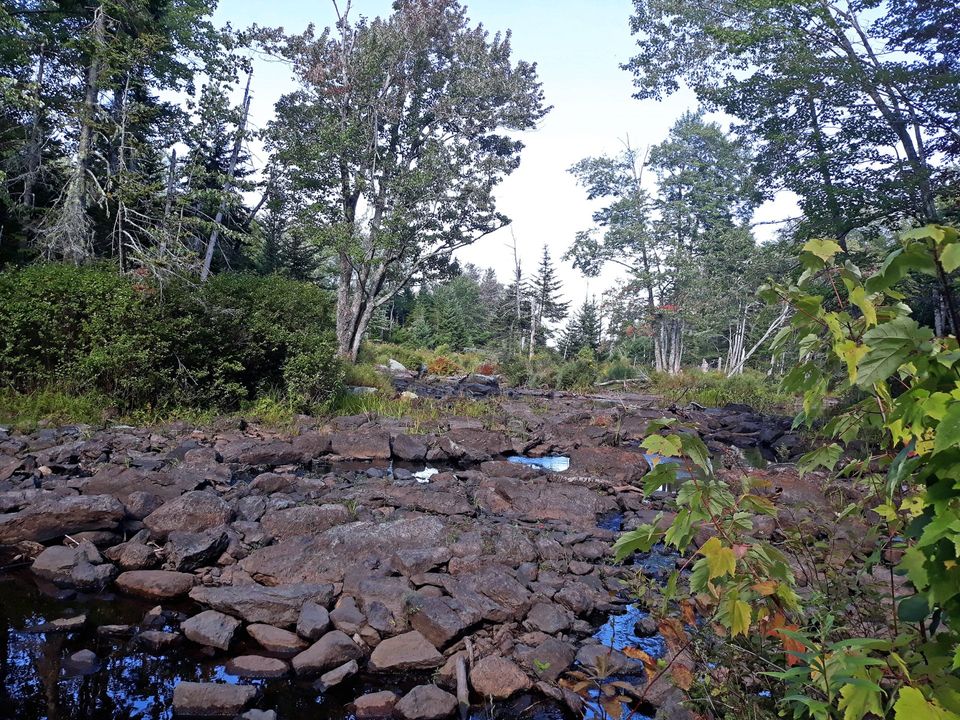 scene from Patten Stream Preserve