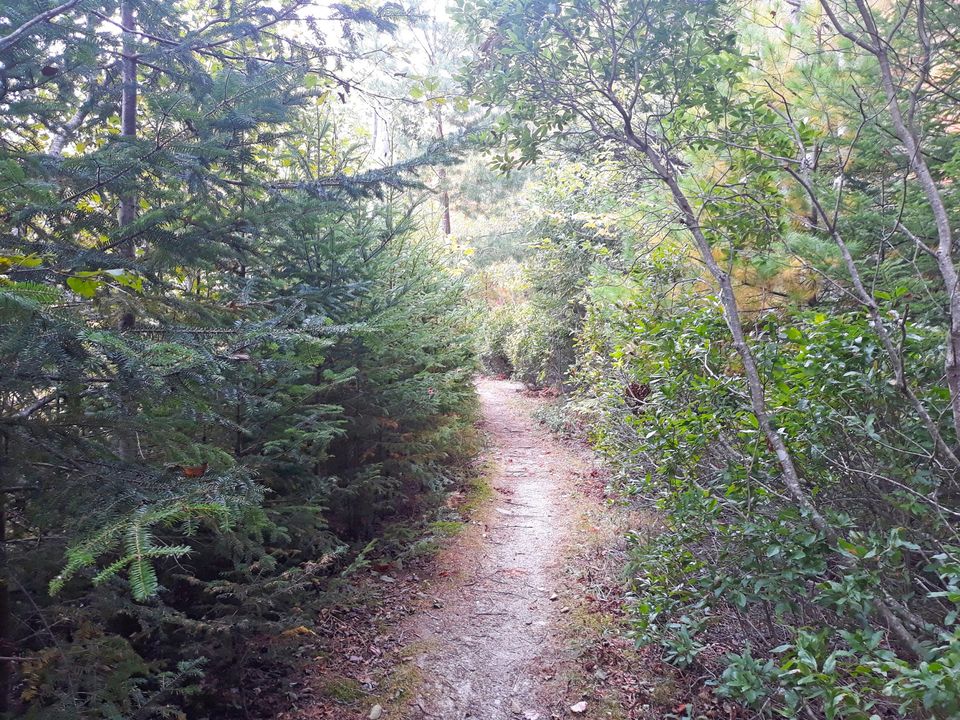 Hundred Acre Wood trail