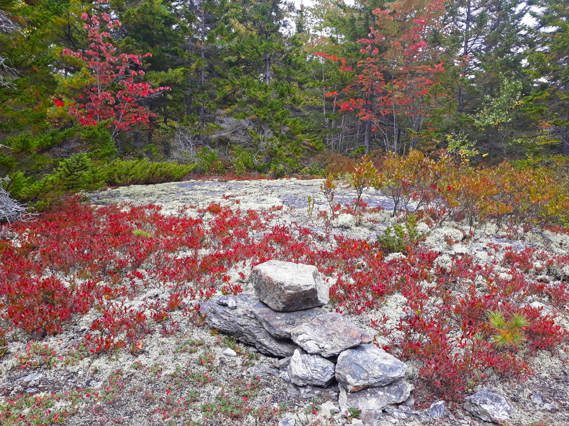 Hundred Acre Wood trail in Brooklin, Maine