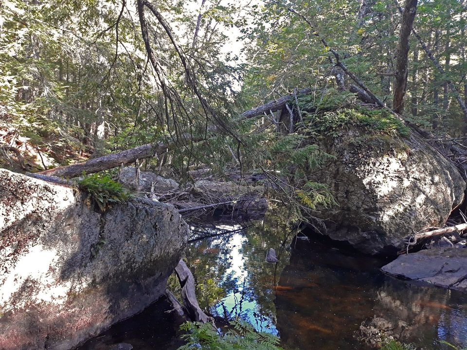 Scenic view at Patten Stream Preserve