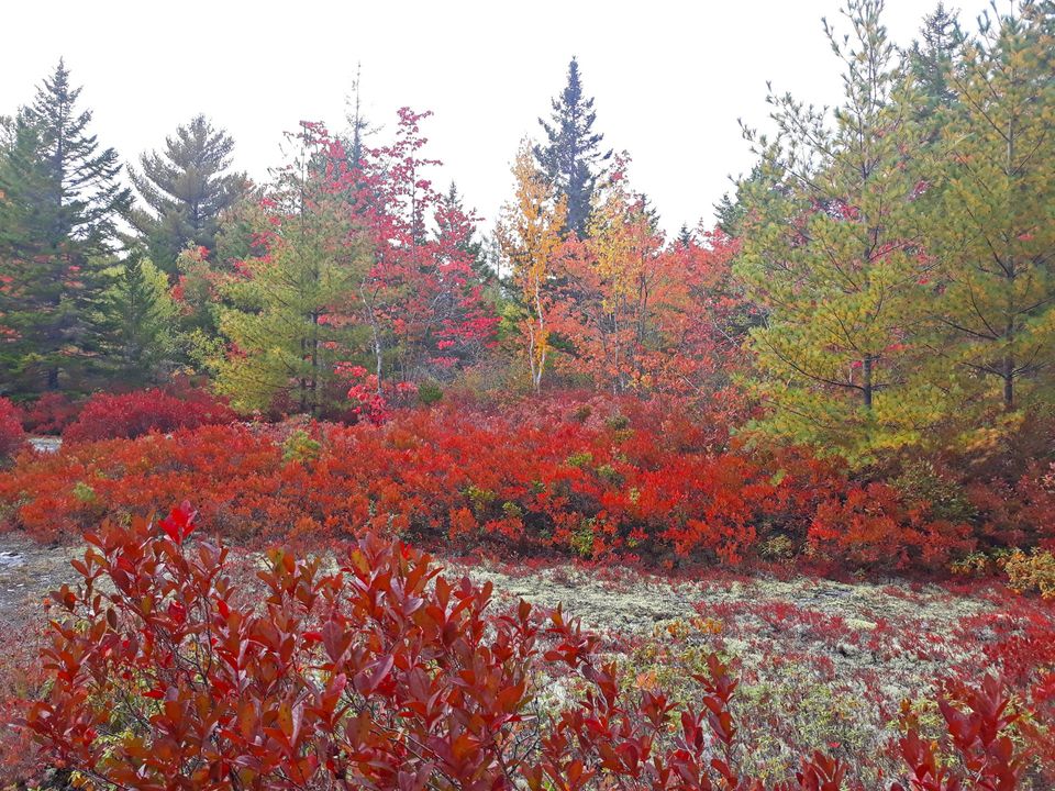 Fall foliage at Hundred Acre Wood