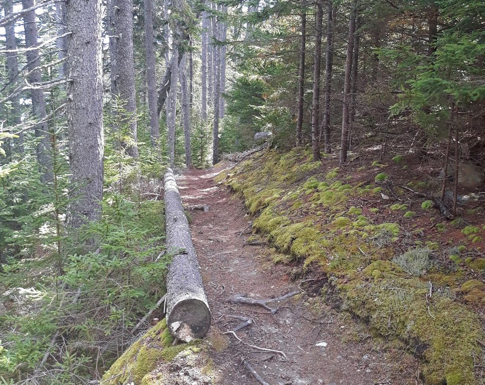 Wooded path at Lampson Preserve