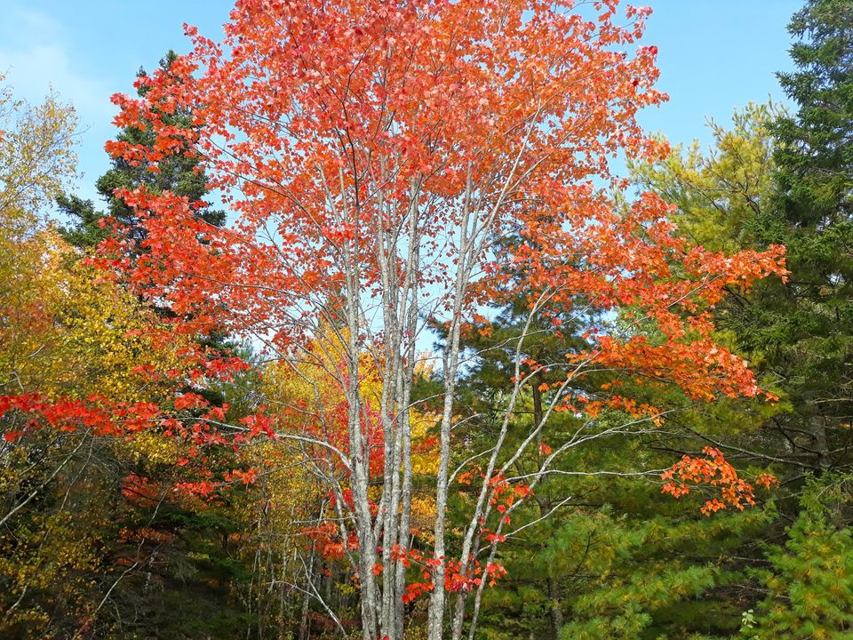 Fall foliage in Brooklin, Maine