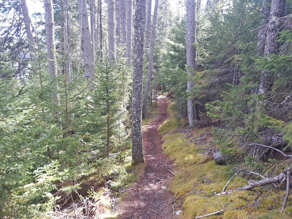 Wooded path at Lampson Preserve