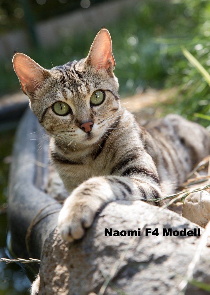 Naomi F4 Model