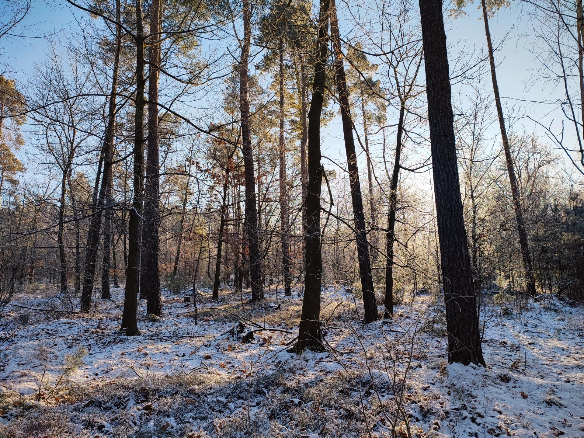 winterlicher Wald hinter Praxis in Neusärchen