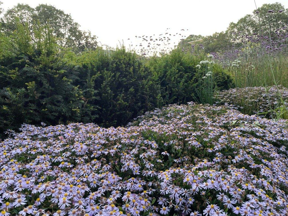 Allergien, Pollenflug, Überreaktion auf die Natur