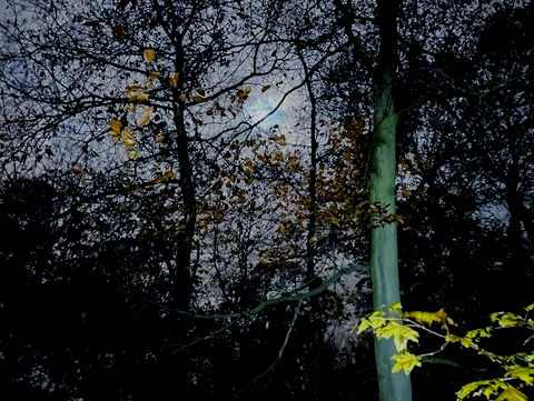 Herbst Winter Depression im Gonsenheimer Wald