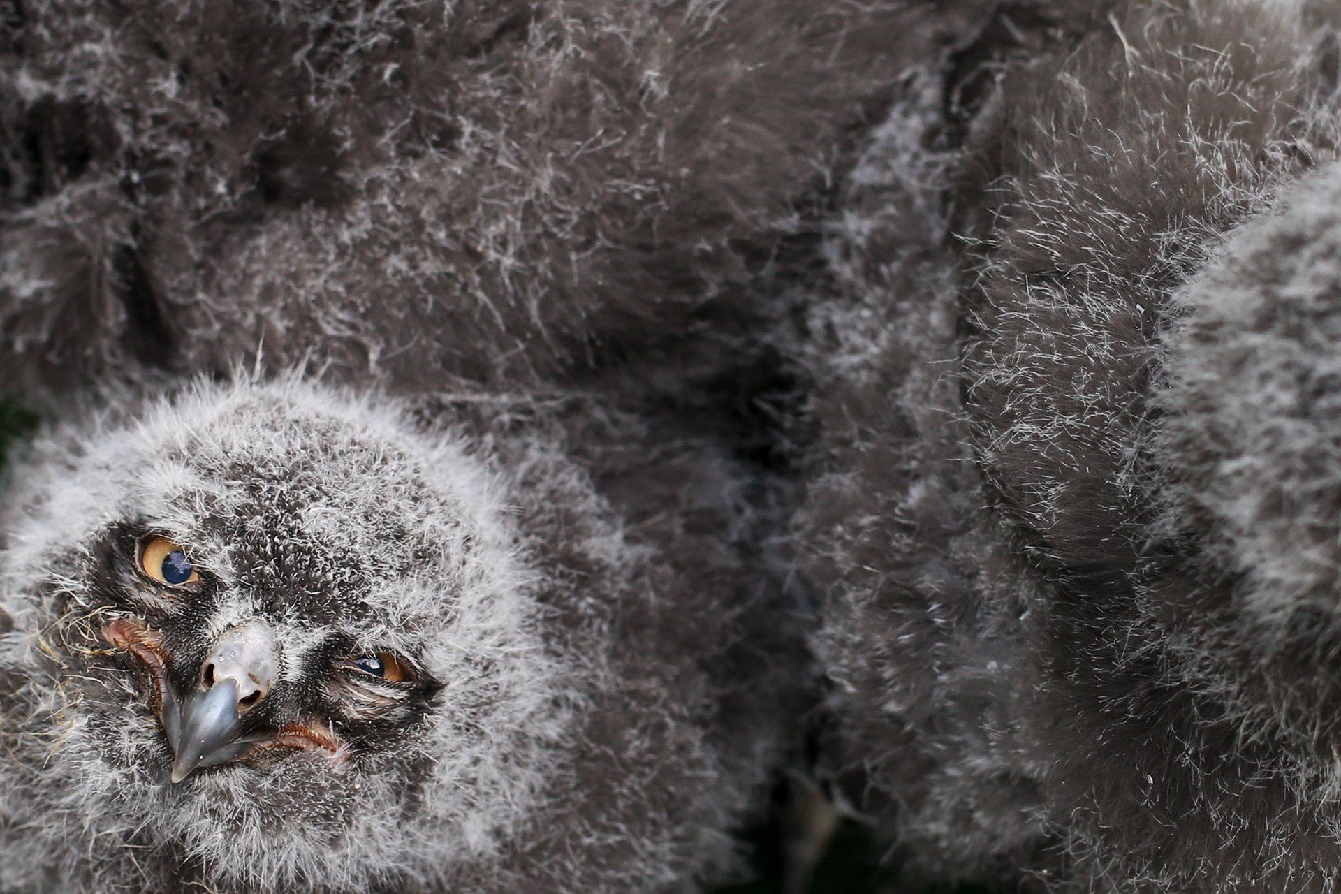 Schnee-Eulenjunge (lat. Bubo scandiacus), betteln 11.08.2015 im Vogelgarten des Zoo Osnabrück (Niedersachsen) nach Futter. Die drei