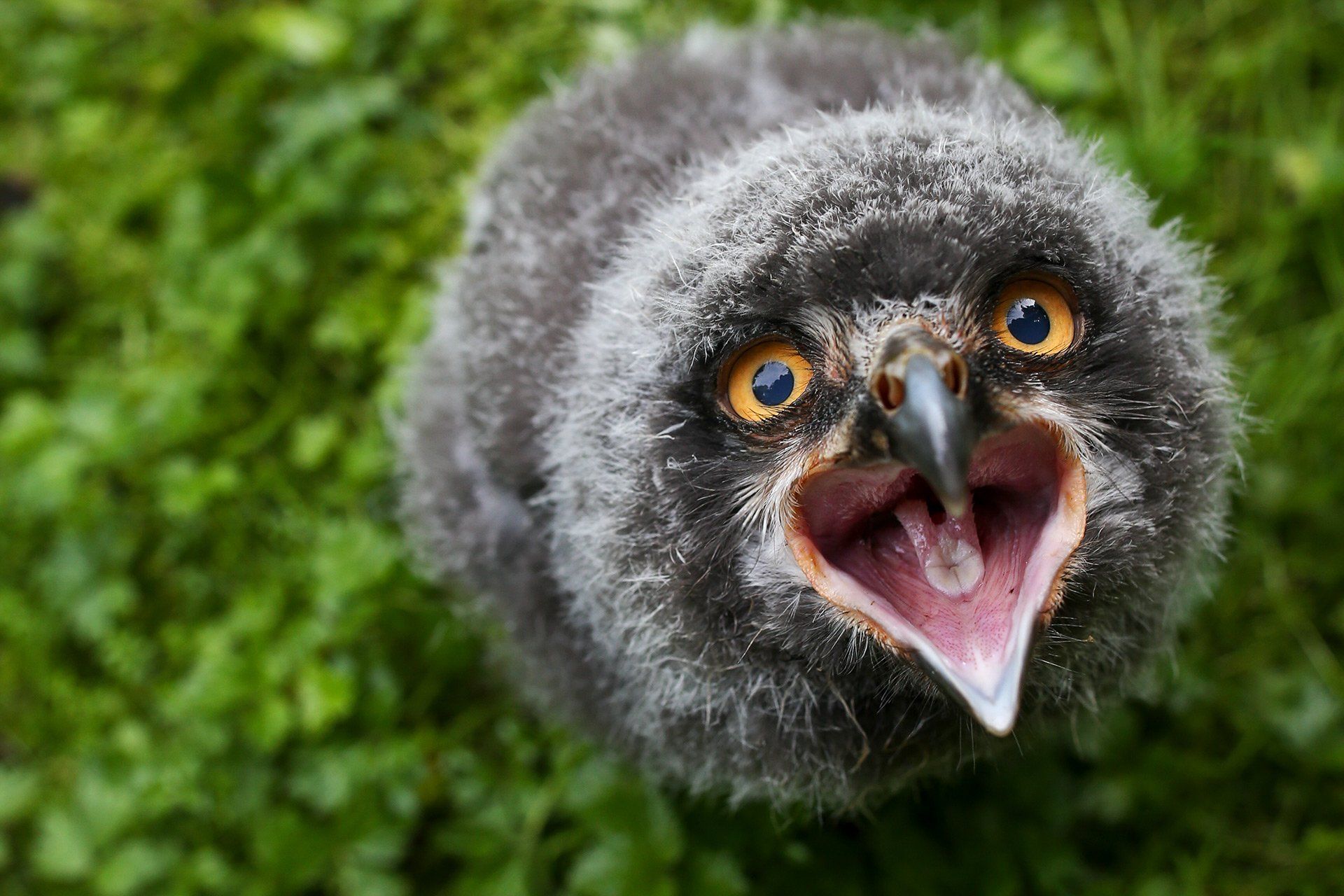 Snowy owl chicks (Latin: Bubo scandiacus) beg for food on 11 August 2015 in the aviary at Osnabrück Zoo (Lower Saxony). The three