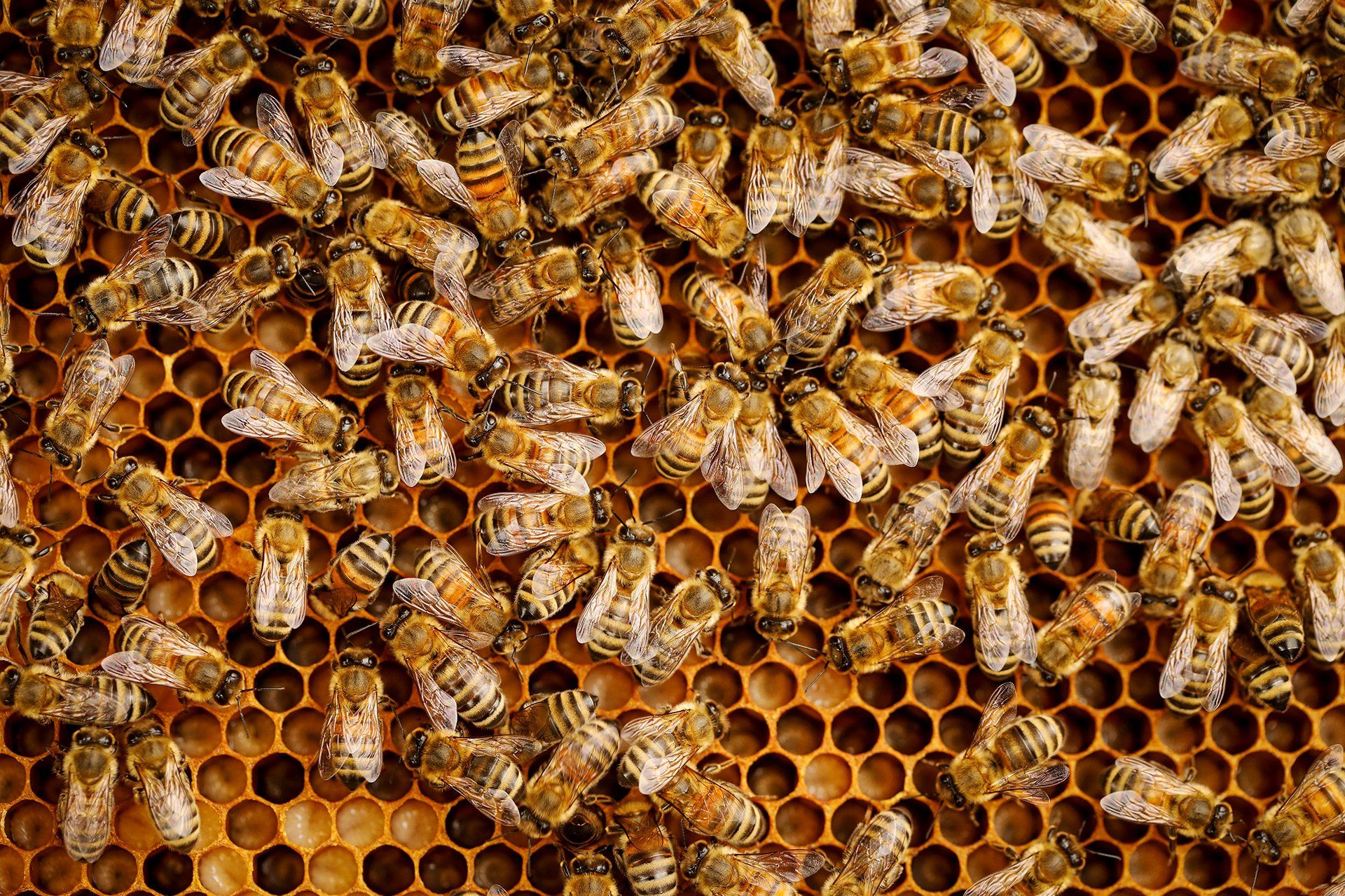 On 10 May 2017, a beekeeper checks his bee colonies on the campus of Osnabrück University of Applied Sciences in Haste. According to information from the Osnabrück Bee Alliance, 20% of bee colonies did not survive the winter in the city. Photo: David Ebener ***Keywords*** bees, bee, beehive, honey, honey bee, honey bees, insects, HS Haste, honeycomb, honeycombs, bee mortality