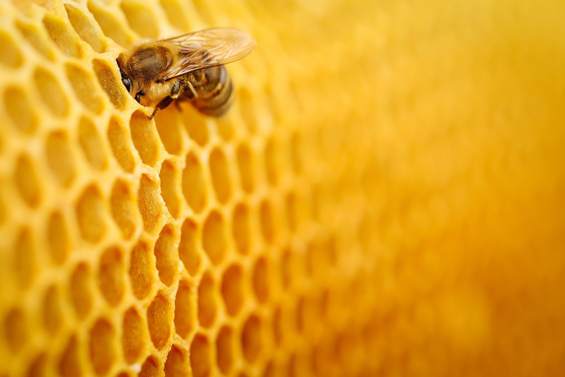 Ein Imker kontrolliert am 10.05.2017 seine Bienenvölker am Campus der Hochschule in Osnabrück-Haste. Nach Informationen des Osnabrücker Bienenbündnisses haben 20% der Bienenvölker den Winter in der Stadt nicht überlebt. Foto: David Ebener ***Stichworte*** Bienen, Biene, Bienenstock, Honig, Honigbiene, Honigbienen, Insekten, HS Haste, Wabe, Waben, Honigwaben, Bienensterben