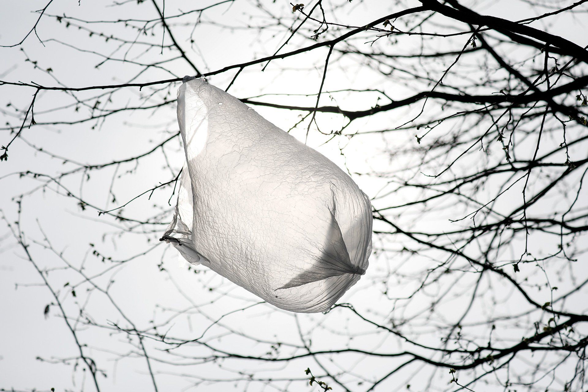 Eine Plastiktüte, die sich in den Ästen eines Baums verheddert hat, flattertn am 09.04.2018 in.der Kiwittstraße in Osnabrück im Wind. Foto: David Ebener ***Stichworte*** Plastiktüte flattert in Baum, Plastik, Müll, Kiwittstraße 48