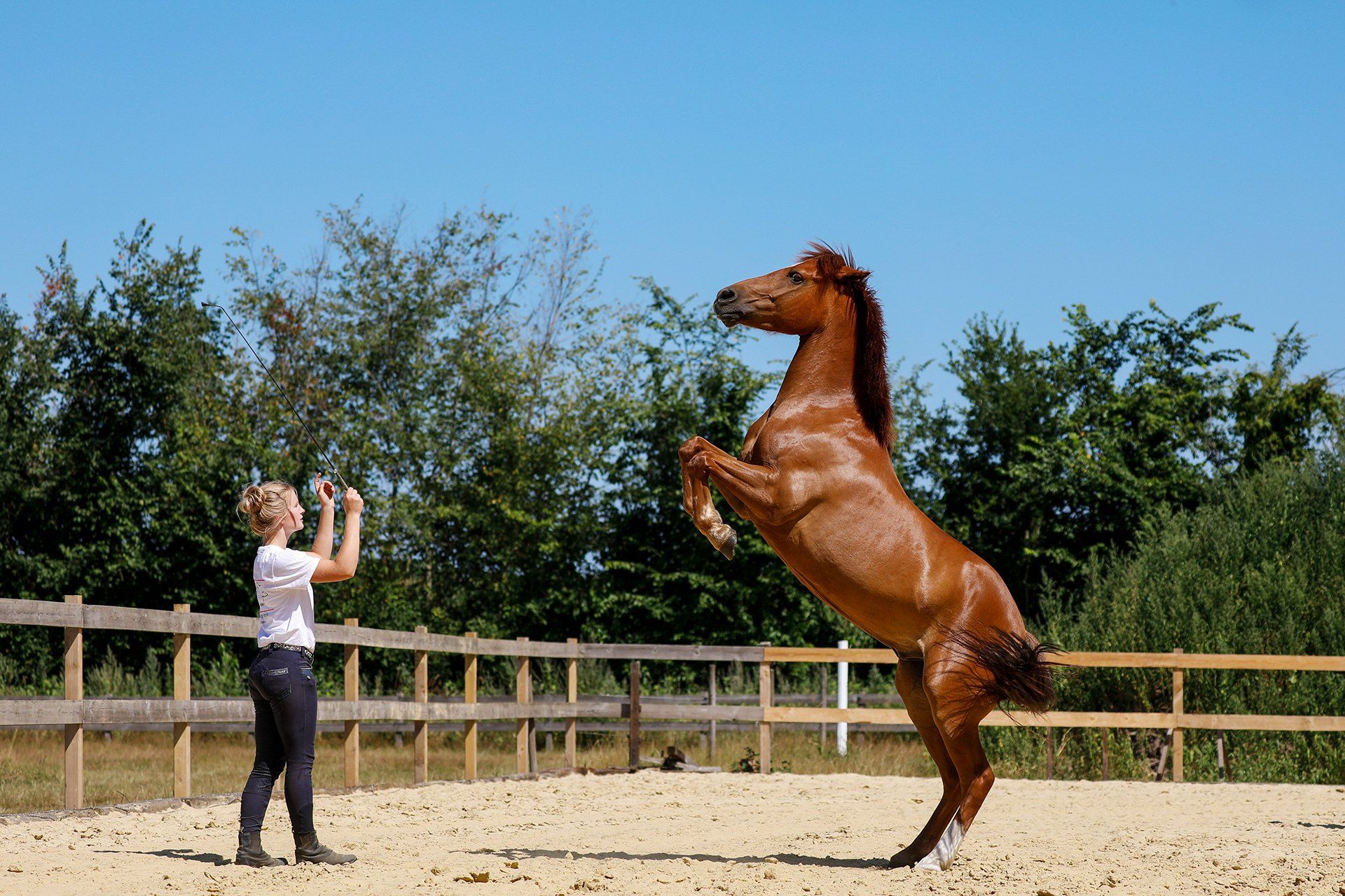 Pferdetrainerin Maja Hegge trainiert mit Minishettywallach Gijs am 16.07.2018 in Lengerich im Emsland Zirkuslektionen. Foto: David Ebener ***Stichworte*** #Pferdeserie, Pferdeserie, Mustang Makeover, Pferd, Pferde