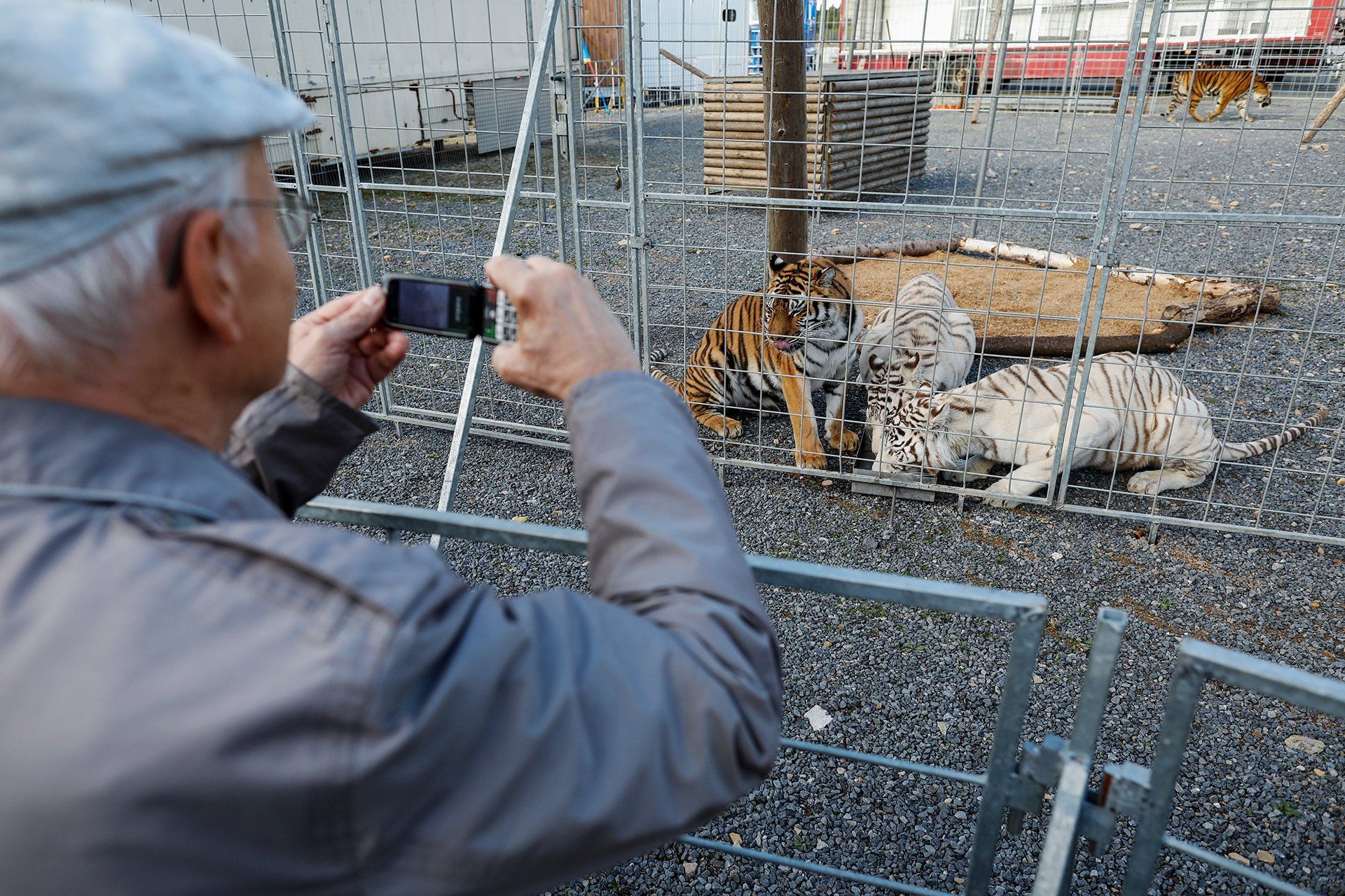 Animal show with white tigers during the interval of the first performance of the Moscow Circus on 3 October 2018 at the Halle Gartlage venue in Osnabrück. Photo: David Ebener ***Keywords*** Moscow Circus Cross, circus, artists, premiere, white tigers, big cats, big cats