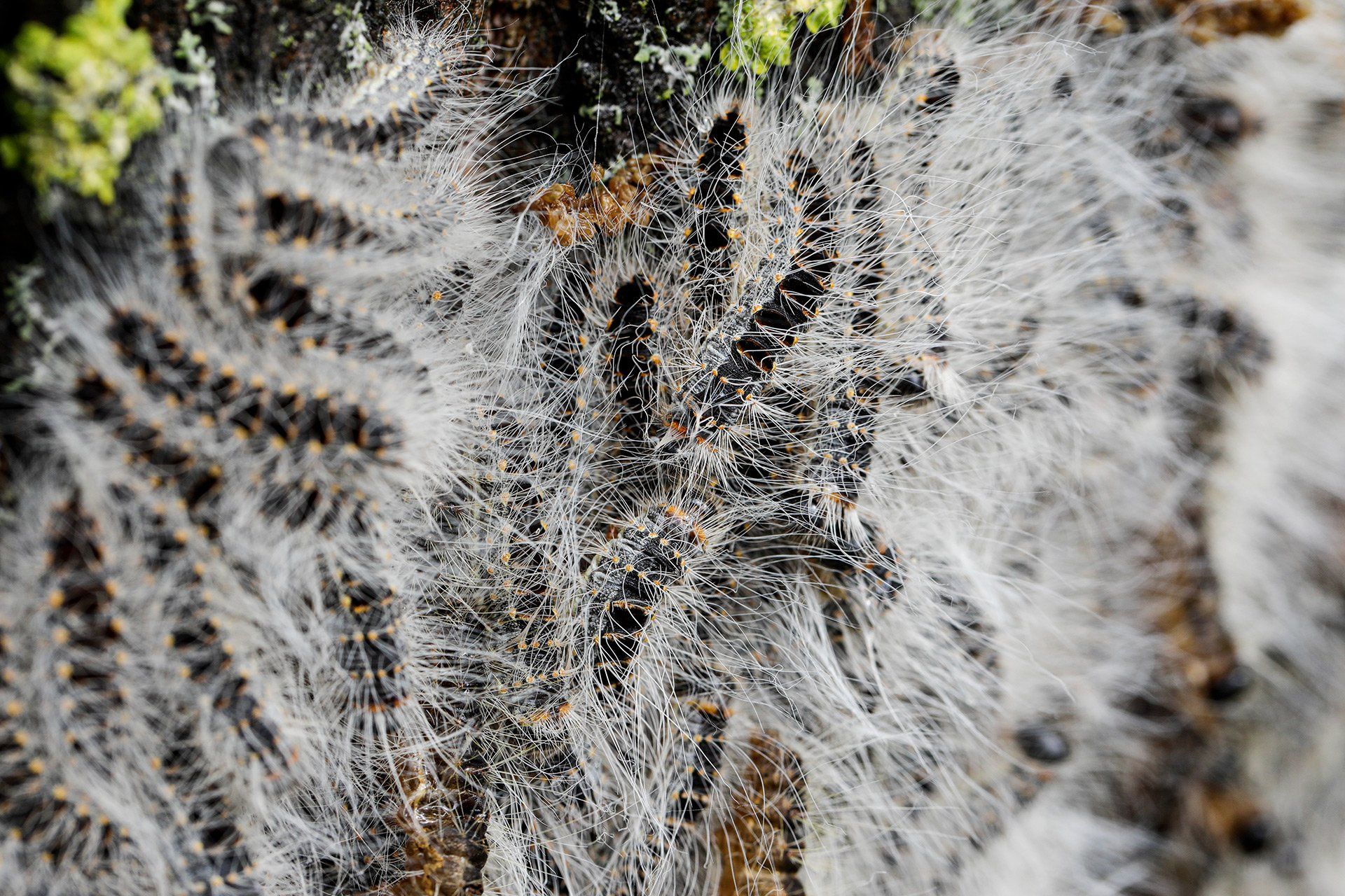 Der Landkreis lässt am 11.06.2019 in Fürstenau Raupen des Eichenprozessionsspinners (lat. Thaumetopoea processionea) absaugen. Die Brennhaare der Raupe können beim Menschen eine Raupendermatitis auslösen. Foto: David Ebener ***Stichworte*** Eichenprozessionsspinner, Eichen-Prozessionsspinner, Raupe, Schmetterling, Nest, Nester