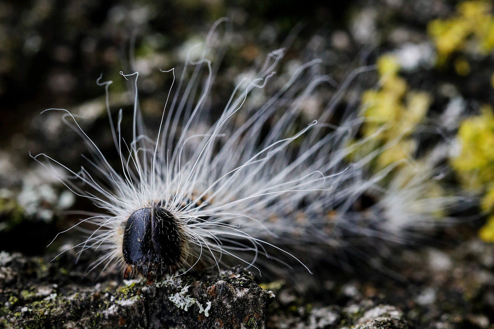 On 11 June 2019, the district will have oak processionary caterpillars (Latin: Thaumetopoea processionea) vacuumed up in Fürstenau. The caterpillar's stinging hairs can cause caterpillar dermatitis in humans. Photo: David Ebener ***Keywords*** oak processionary moth, oak processionary caterpillar, caterpillar, butterfly, nest, nests