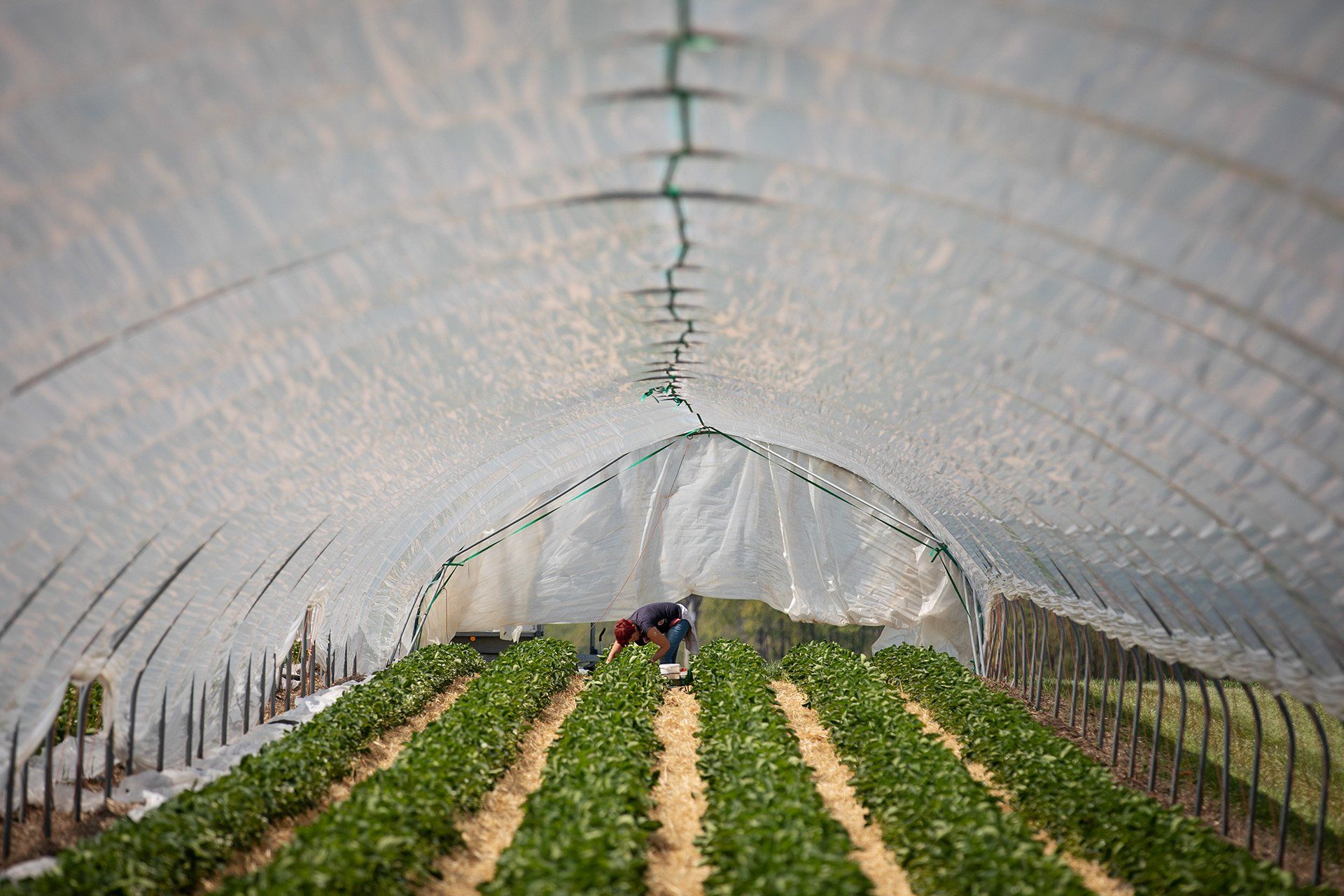 Rumänische Erntehelferinnen ernten am 23.04.2020, in Zeiten der Coronavirus-Pandemie, Erdbeeren bei Böckmann in Belm. Foto: David Ebener ***Stichworte*** Böckmann Erdbeeren, Corona, Ernte, Erntehelfer, Erdbeere, Erdbeeren, Tunnel, Pflanztunnel