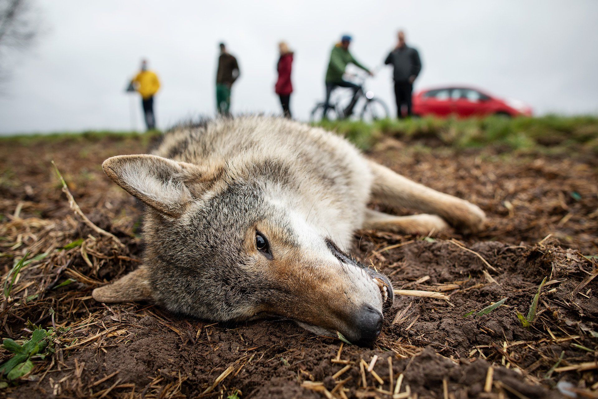 Eine junge Frau hat am 11.04.2021 an Icker Landstraße bei Belm einen Wolf angefahren, der anschließend auf dem angrenzenden Acker verendet ist. Foto: David Ebener ***Stichworte*** RU, Europäischer Wolf, Wölfe, Canis lupus lupus, tot, gestorben, Unfall, Wildunfall, Wildtierunfall, Wildtier