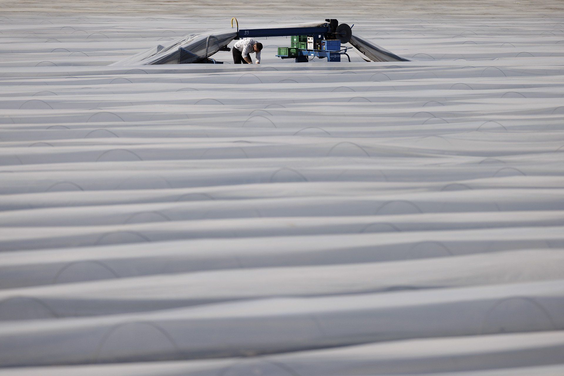 On 24 March 2022, a harvest worker harvests the first asparagus of the season in a field at the Toppheide asparagus farm near Glandorf. Photo: David Ebener ***Keywords*** Toppheide asparagus farm, harvest, asparagus season, dam-archive