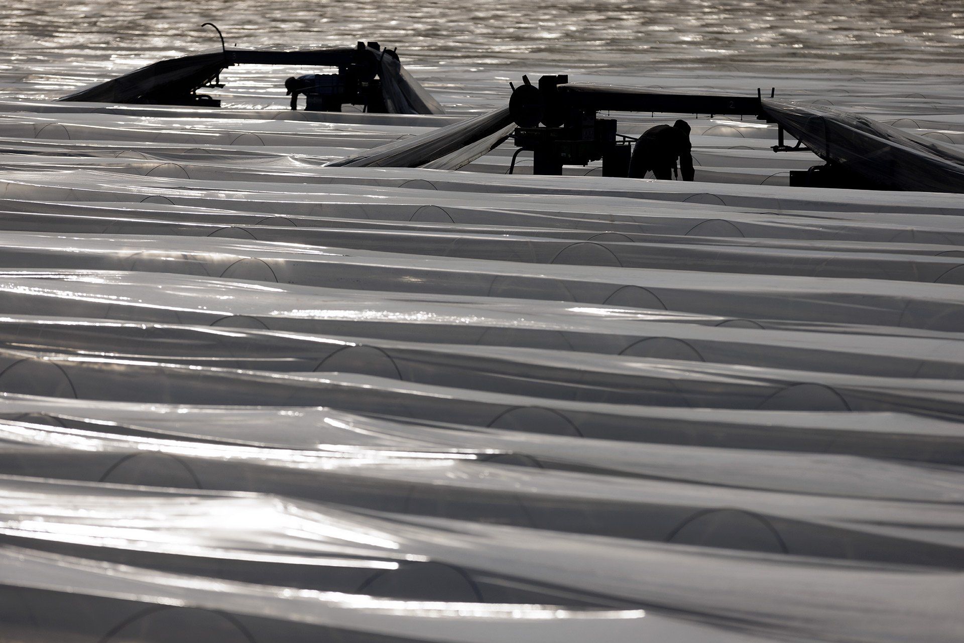 Ein Erntehelfer sticht am 24.03.2022 auf einem Feld des Spargelhofes Toppheide bei Glandorf den ersten Spargel der Saison. Foto: David Ebener ***Stichworte*** Spargelhof Toppheide, Ernte, Spargelsaison, dam-archivmie, Lungenkrankheit