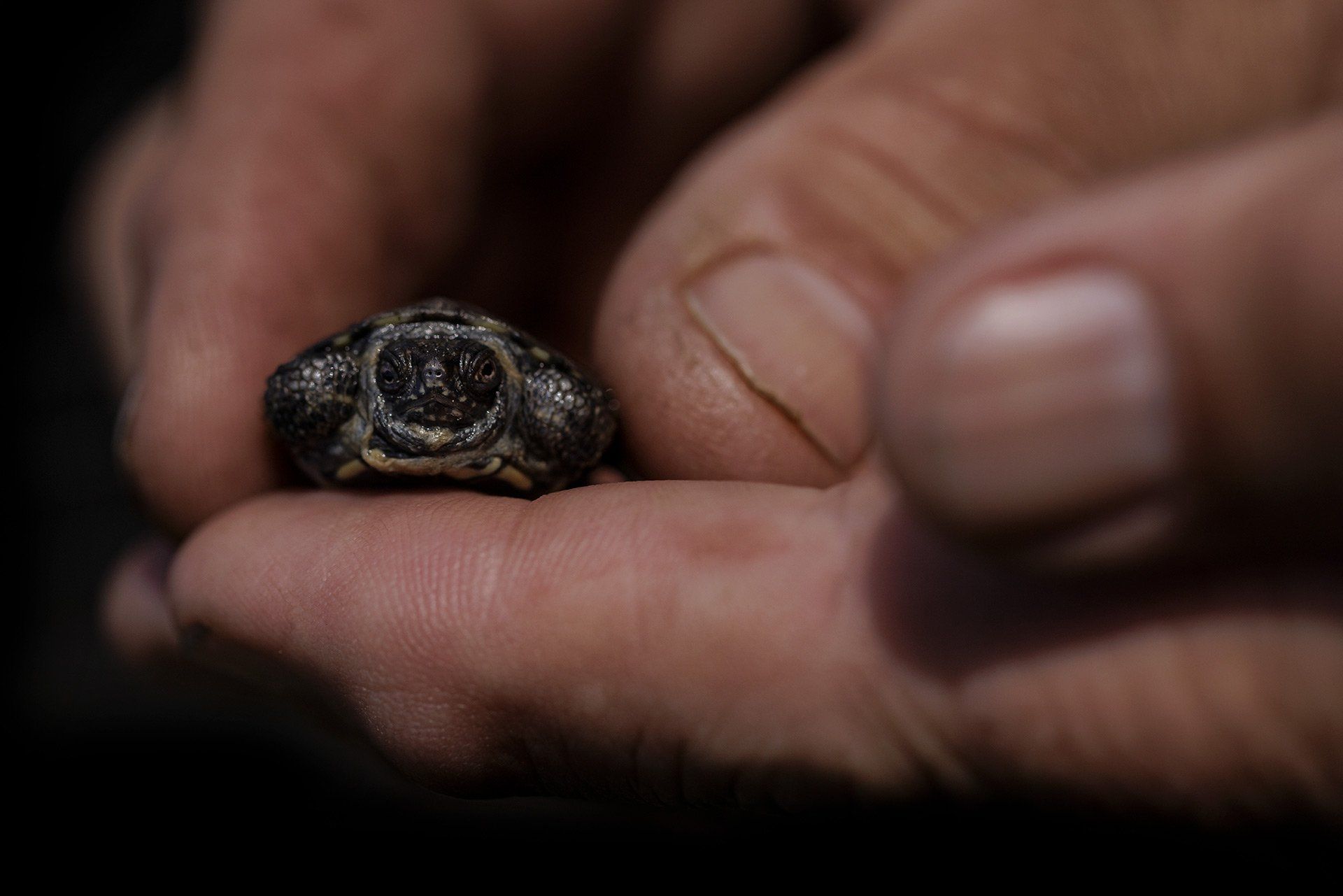 Eine Europäische Sumpfschildkröte (Haplotyp Ia / lat. Emys orbicularis orbicularis), aufgenommen am 09.05.2022 im Garten von Schildkrötenzüchter Michael Zimenga (nicht im Bild) in Hasbergen. Foto: David Ebener ***Stichworte*** RU, Schildkröten, Reptilien, Zucht, dam-archiv