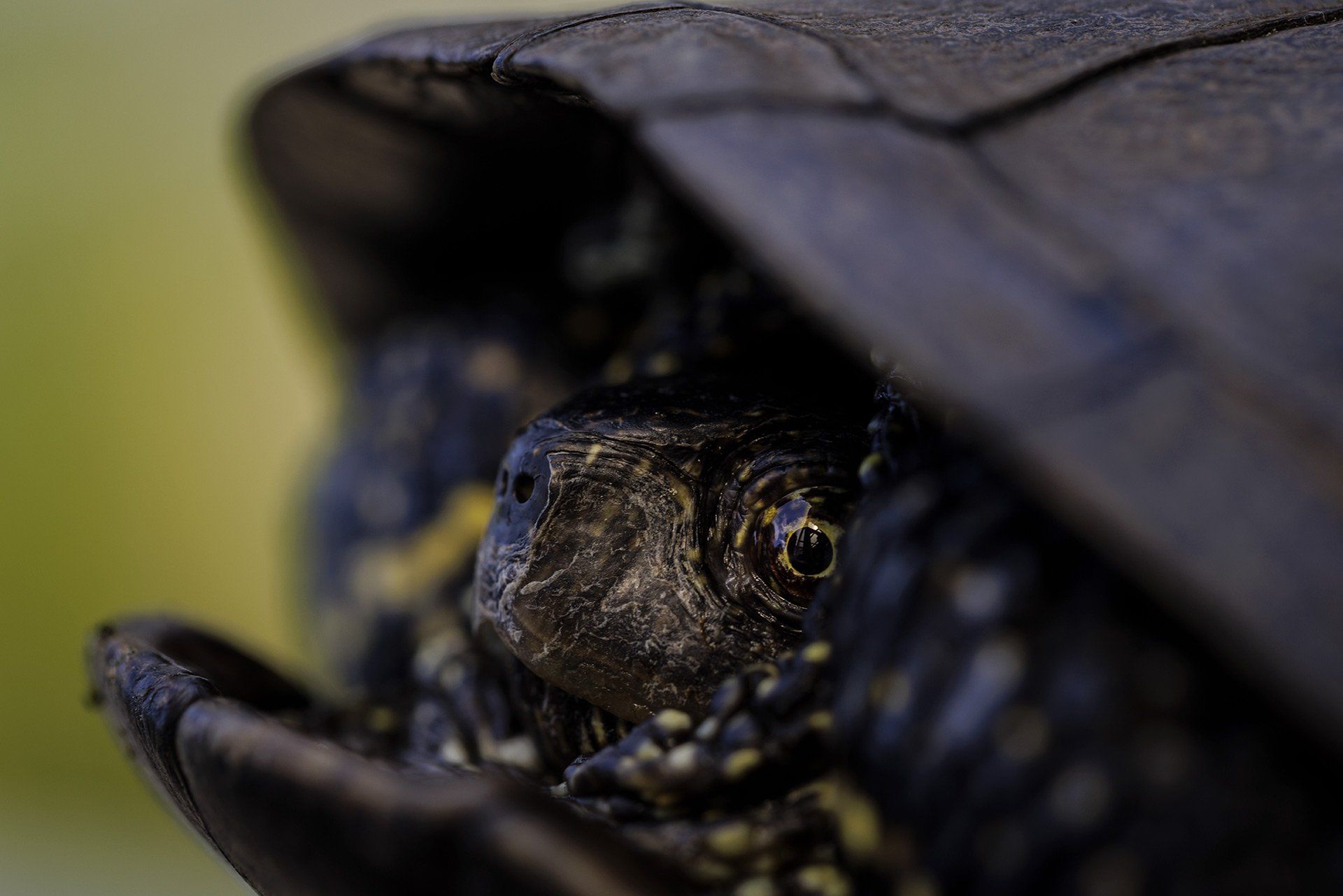 Eine Europäische Sumpfschildkröte (Haplotyp Ia / lat. Emys orbicularis orbicularis), aufgenommen am 09.05.2022 im Garten von Schildkrötenzüchter Michael Zimenga (nicht im Bild) in Hasbergen. Foto: David Ebener ***Stichworte*** RU, Schildkröten, Reptilien, Zucht, dam-archiv
