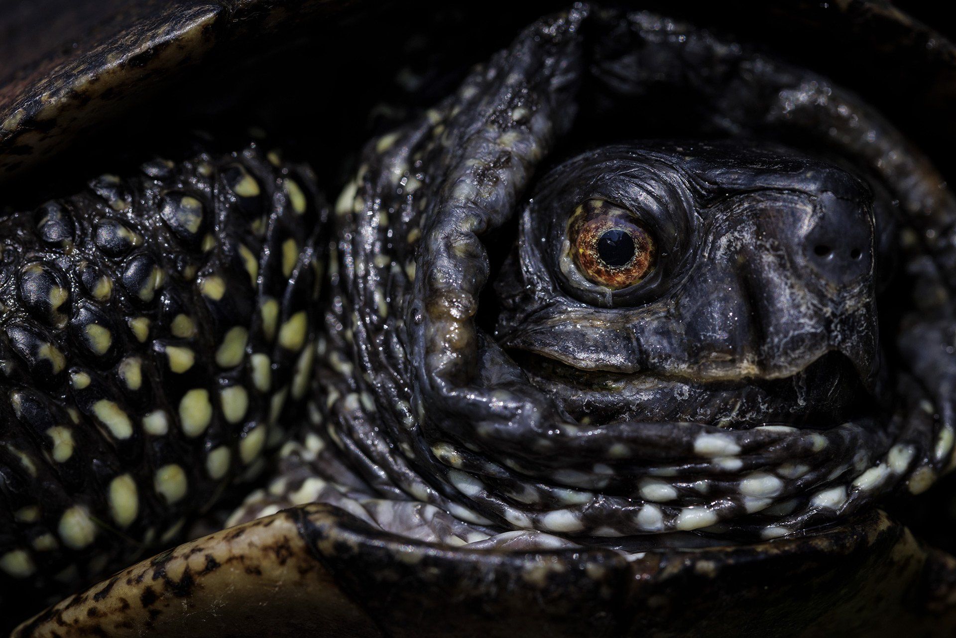 Eine Europäische Sumpfschildkröte (Haplotyp Ia / lat. Emys orbicularis orbicularis), aufgenommen am 09.05.2022 im Garten von Schildkrötenzüchter Michael Zimenga (nicht im Bild) in Hasbergen. Foto: David Ebener ***Stichworte*** RU, Schildkröten, Reptilien, Zucht, dam-archiv