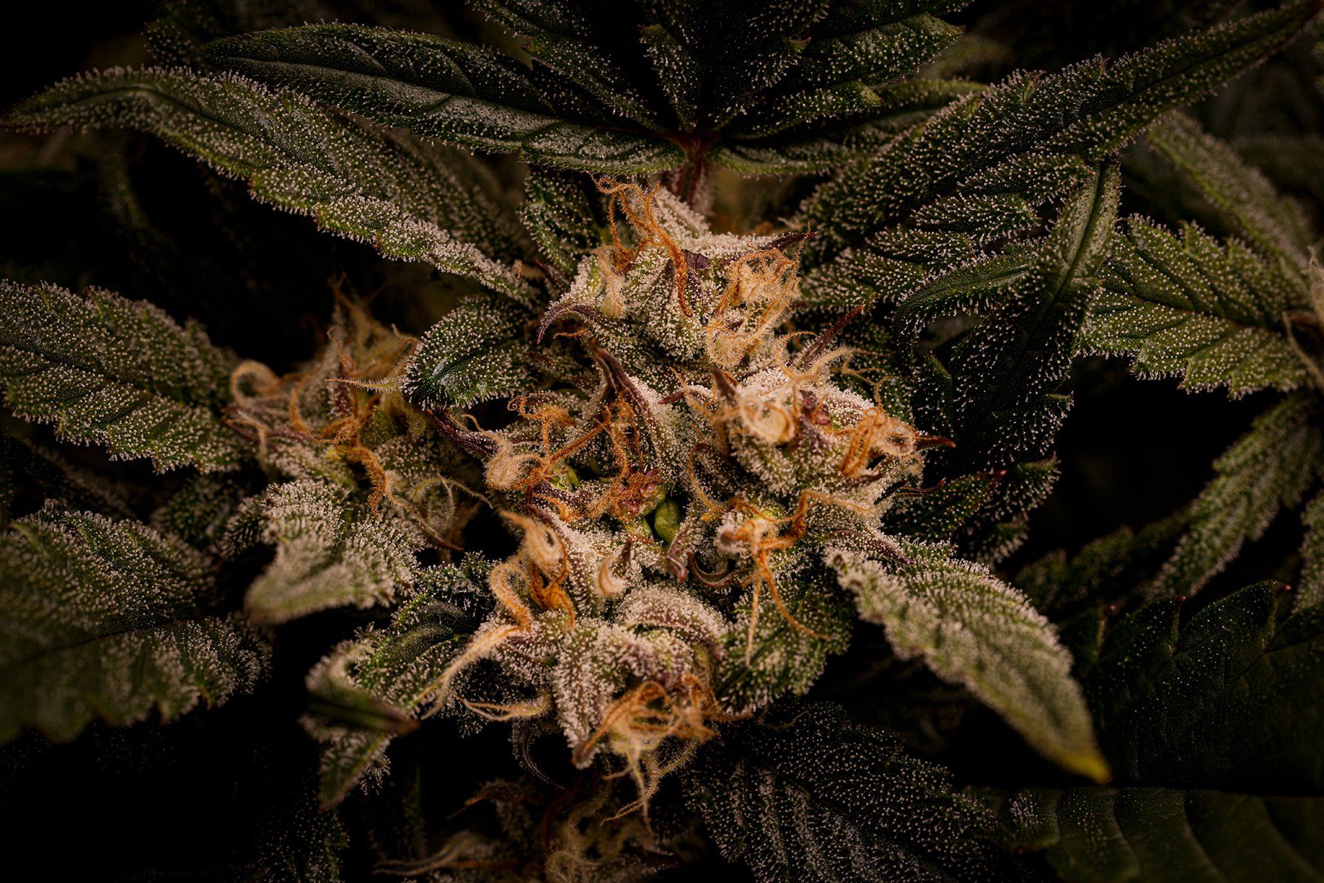 Cannabis der Sorte „Bubble Kush“, aufgenommen am 28.05.2022 in Lemelerveld (Niederlande). Foto: David Ebener ***Stichworte*** Marihuana, Marijuana, Cannabis, Gras, Weed, Pot, Ganja, Mary Jane, Bubatz, Droge, Drogen, Betäubungsmittel, BTM, Bud, Buds, Blüte, Rauschmittel, Suchtmittel, Joint, CBD, THC, Hybrid, Eigenbedarf, Grow, Growen, Autoflower, Automatic, Indica, Sativa, Breit, High, Stoned, Stoner, Lagalisierung, Entkriminalisierung, dam-archiv