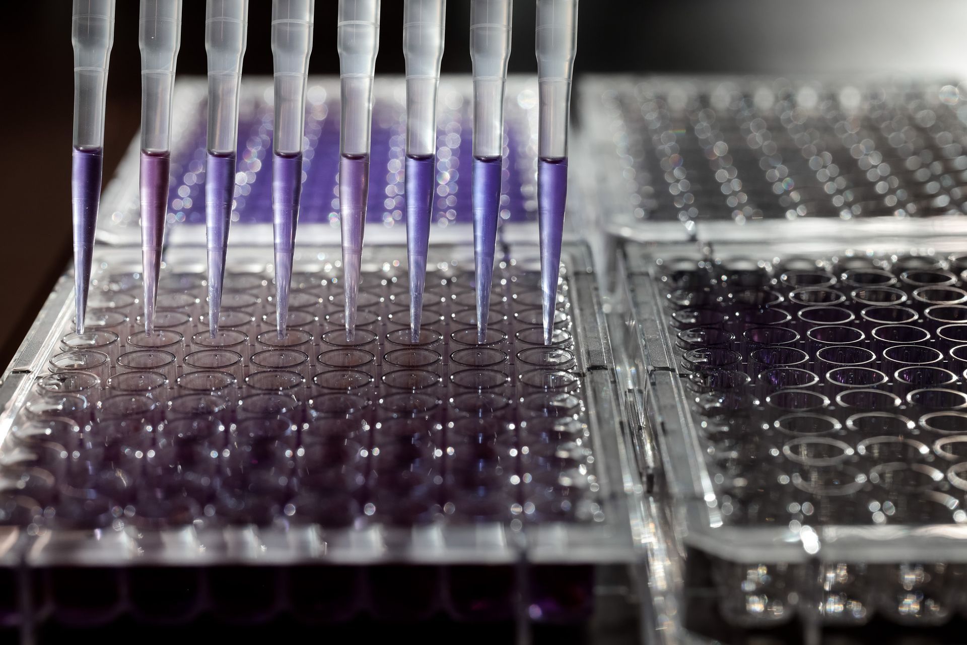 seedalive hat eine neue, effiziente und reproduzierbare Methode zur Vorhersage der Keimfähigkeit von Pflanzensamen entwickelt. Einzelne Samen werden in einer Reaktionslösung 4 Stunden inkubiert.
Anschließend kann unter Einsatz von KI schnell und einfach bestimmt werden, ob das Saatgut vital, alternd oder bereits tot ist.
Vorhersagen über den Alterungsverlauf der Samen und die Triebkraft der Keimlinge sind ebenfalls möglich.