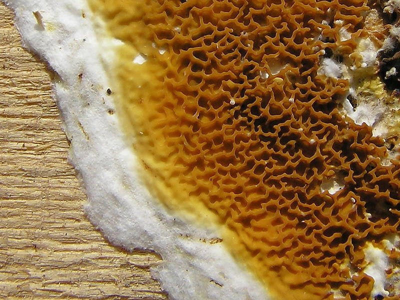 Mérule Mérule