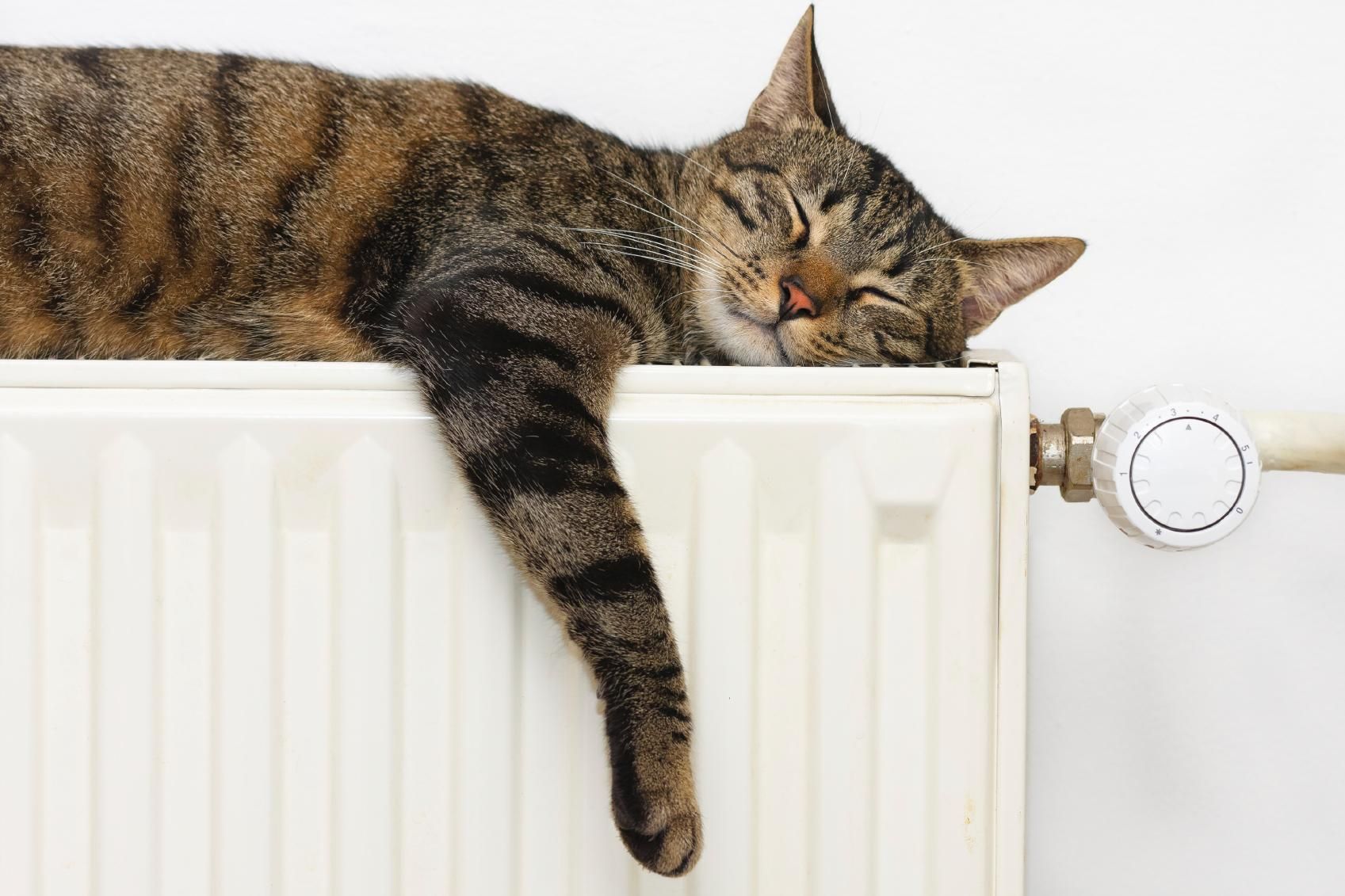 Tabby used BMC European for his move which he said was just purrfect! Relax. Your house removal from Spain to the UK with BMC European Moving is in safe hands