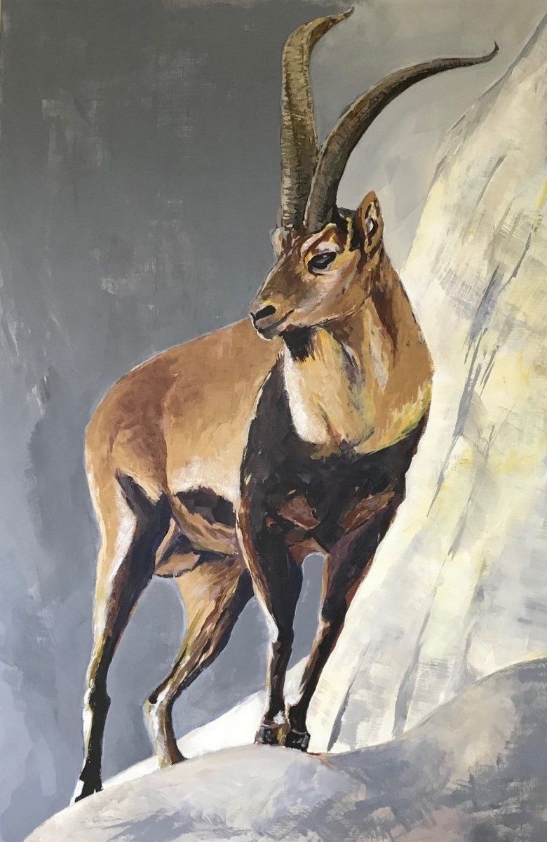 Isard rupicabra_96x149_Série Faune sauvage