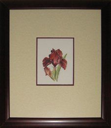 Burgundy Bearded Iris Watercolour by Dawn Heinemeyer Watercolour of a burgundy bearded iris framed in a mahogany frame with cream parchment and burgundy mats
