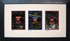 Newfoundland Berries Photo Triptych Photos of 3 Newfoundland berries framed in a dark blue rustic frame with cream, red, blue mats