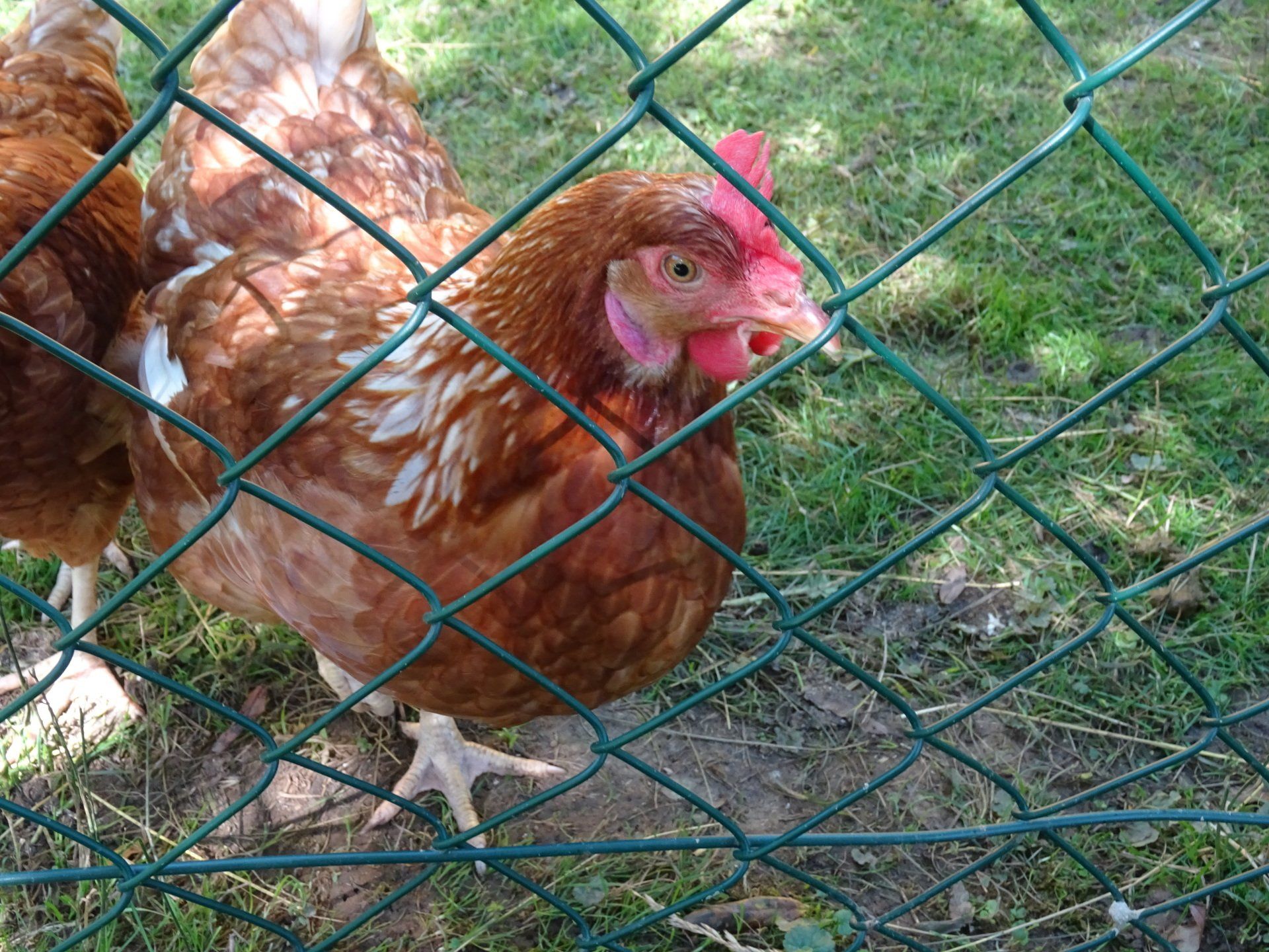Hühner auf dem Ferienhof Hohe